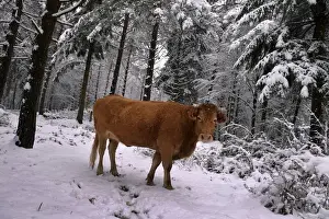Spain Prints: A cow stands in a snow covered pine forest in the Basque mountain port of Opakoa