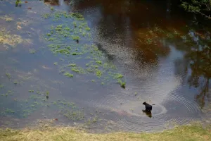 Cow wades in floodwater caused by Hurricane Florence near Fayetteville Cow wades in floodwater caused by Hurricane Florence near Fayetteville