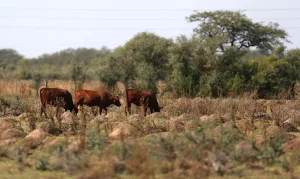 Argentina Prints: Cows graze in a farm near Ceres