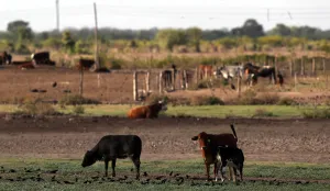 Argentina Prints: Cows graze on a farm near Santiago del Estero