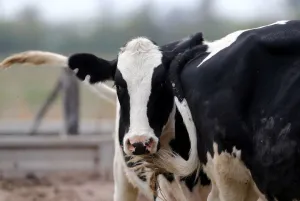 Argentina Prints: Cows graze on a farm near Sunchales