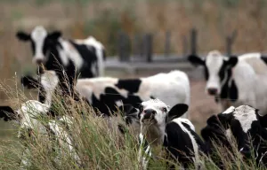 Argentina Prints: Cows graze on a farm near Sunchales