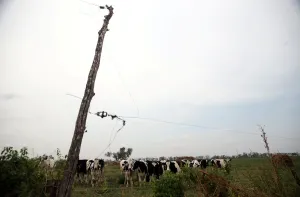 Argentina Prints: Cows graze on a farm near Sunchales