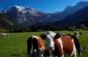 Swiss Prints: Cows graze in a field in front of the Wildstrubel mountain