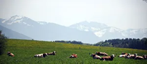 Prints of Cows lie in a field in Reitham near Warngau, Germany April 27, 2018. REUTERS/Michael Dalder Global Prints: Cows lie in a field in Reitham near Warngau