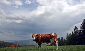 Prints of Cows stand on a field on top of the Taubenberg mountain near Warngau, Germany April 23, 2018. REUTERS/Michael Dalder Global Prints: Cows stand on a field on top of the Taubenberg mountain near Warngau