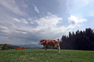 Agriculture Prints: Cows stand on a field on top of the Taubenberg mountain near Warngau