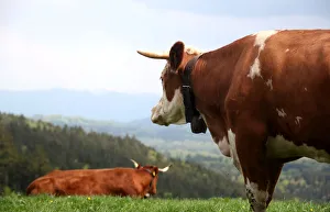 Agriculture Prints: Cows stand on a field on top of the Taubenberg mountain near Warngau