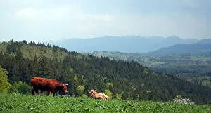 Agriculture Prints: Cows stand on a field on top of the Taubenberg mountain near Warngau