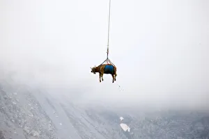 : Cows are transported by helicopter near the Klausenpass