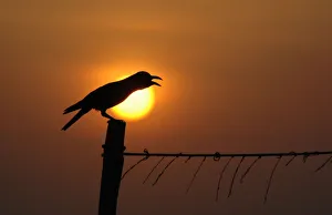 A crow is silhouetted against the rising sun in Chennai