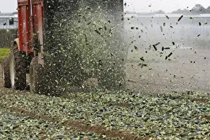 France Prints: Cucumbers are spread on a field as fertilizer by French farmers who are unable to sell