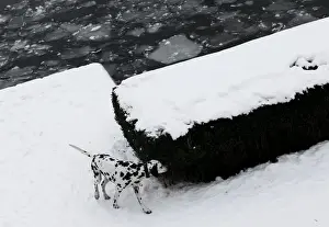 Prints of A dalmatian dog sniffs a hedge at the embankment of the frozen river Spree in Berlin January 8, 2010 Germany Prints: A dalmatian dog sniffs a hedge at embankment of frozen river Spree in Berlin