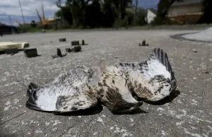 Weather Prints: A dead bird of prey lies in the road next to debris following a tornado in Framersheim