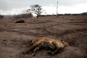 Guatemala Prints: A dead calf is seen at an area affected by the eruption of the Fuego volcano at El Rodeo