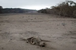Guatemala Prints: A dead calf is seen at an area affected by the eruption of the Fuego volcano at El Rodeo