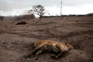 Guatemala Prints: A dead calf is seen at an area affected by the eruption of the Fuego volcano at El Rodeo