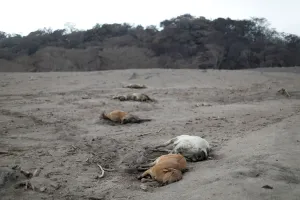 Guatemala Prints: Dead cattle are seen at an area affected by the eruption of the Fuego volcano at El Rodeo