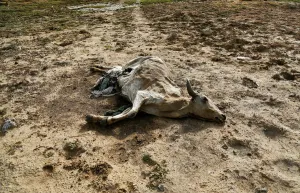 India Prints: A dead cow is seen at a partially dried-up lake in Arjunpura village in Ajmer