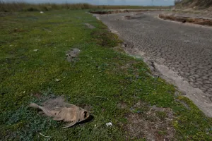 Dead fish is seen at dried-up creek bed in a drought-affected area near Chivilcoy Dead fish is seen at dried-up creek bed in a drought-affected area near Chivilcoy