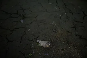 Climate Prints: A dead fish is seen in a dry pond in a village of Menhai county