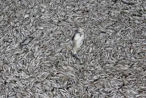 Images Dated 2018 July: Dead fish are seen floating in the polluted West Lake in Hanoi