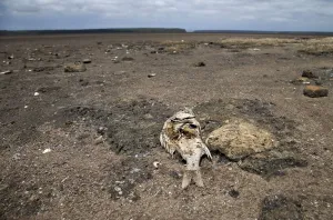 Safrica Prints: Dead fish are seen as Lake St Lucia is almost completely dry due to drought conditions in