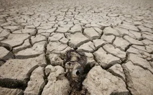 Images Dated 2012 June: A dead fish is seen at a storing reservoir cracked by prolonged drought in Siheung