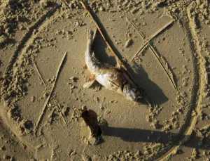 Oil Prints: A dead fish, which washed up on the beach, has been marked by a clean-up crew on Dauphin