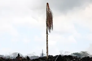 A dead palm tree stands in a lava flow in the Leilani Estates subdivision during ongoing A dead palm tree stands in a lava flow in the Leilani Estates subdivision during ongoing