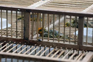 Peru Prints: Dead saffron finch birds are seen in cages, after Peruvian authorities rescued over 500