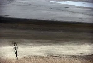 A dead tree stands in front of shallow water and a dried-up area of Lake George A dead tree stands in front of shallow water and a dried-up area of Lake George