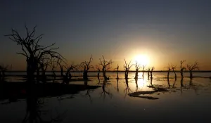 Argentina Prints: Deadwood is seen at sunset in Epecuen Village