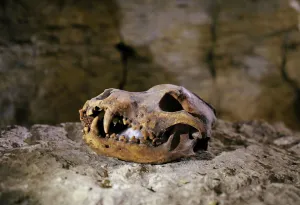 Egypt Prints: A deceased animals skull inside the recently discovered burial site in Minya