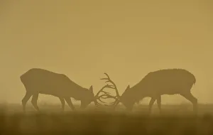 Shadow Prints: Two deer clash antlers during an early, autumn, misty morning in Richmond Park, south