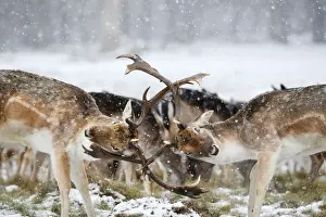 Britain Prints: Deer clash antlers as snow falls in Richmond Park in London