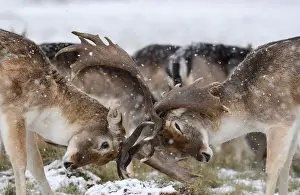 Britain Prints: Deer clash antlers as snow falls in Richmond Park in London