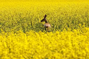 A deer feeds in a western Canadian canola field which are in full bloom this week