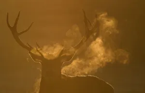 Deer graze at dawn on the coldest day the year so far according to the Meteorological Deer graze at dawn on the coldest day the year so far according to the Meteorological