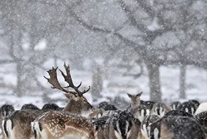 Britain Prints: Deer huddle as snow falls in Richmond Park in London