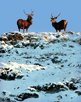 Trending: Two deer look down from the top of a snow-covered hilltop near Braemar in the Scottish