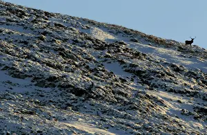Prints of A deer looks down from the top of a snow covered hilltop near Braemar in the Scottish highlands December 21, 2010. REUTERS/David Moir (BRITAIN - Tags: ANIMALS ENVIRONMENT IMAGES OF THE DAY) Britain Prints: A deer looks down from the top of a snow covered hilltop near Braemar in the Scottish