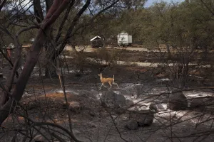 Wildfire Prints: A deer runs through a property burnt by the Valley Fire in Hidden Valley Lake, California