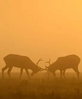 Weather Prints: Deer are seen clashing antlers during the rutting season in the early morning at Richmond