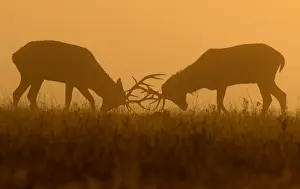 Deer are seen clashing antlers during the rutting season in the early morning at Richmond Park