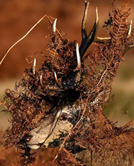 A deer is seen covered in bracken undergrowth as it prepares to clash with a rival