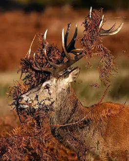 Weather Prints: A deer is seen covered in bracken undergrowth as it prepares to clash with a rival during