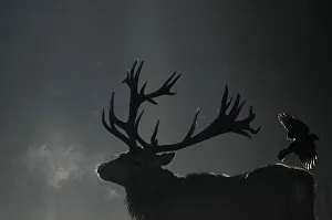 A deer is seen in the early morning mist in Richmond Park, west London A deer is seen in the early morning mist in Richmond Park, west London