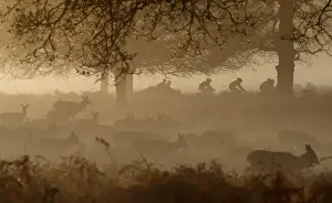 Deer are seen grazing as cyclists ride past in the early morning mist in Richmond Park