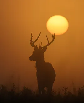A deer is seen with the sun rising behind at dawn in Richmond Park, west London, Britain